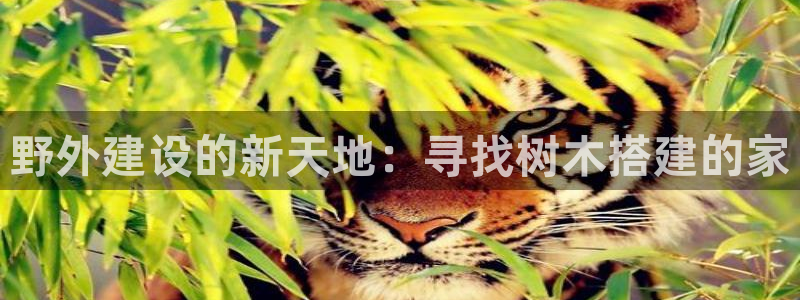 威九国际官网登录入口网站：野外建设的新天地：寻找树木搭建的家
